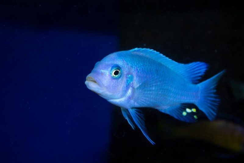 Maylandia callainos 'Nkhata Bay'